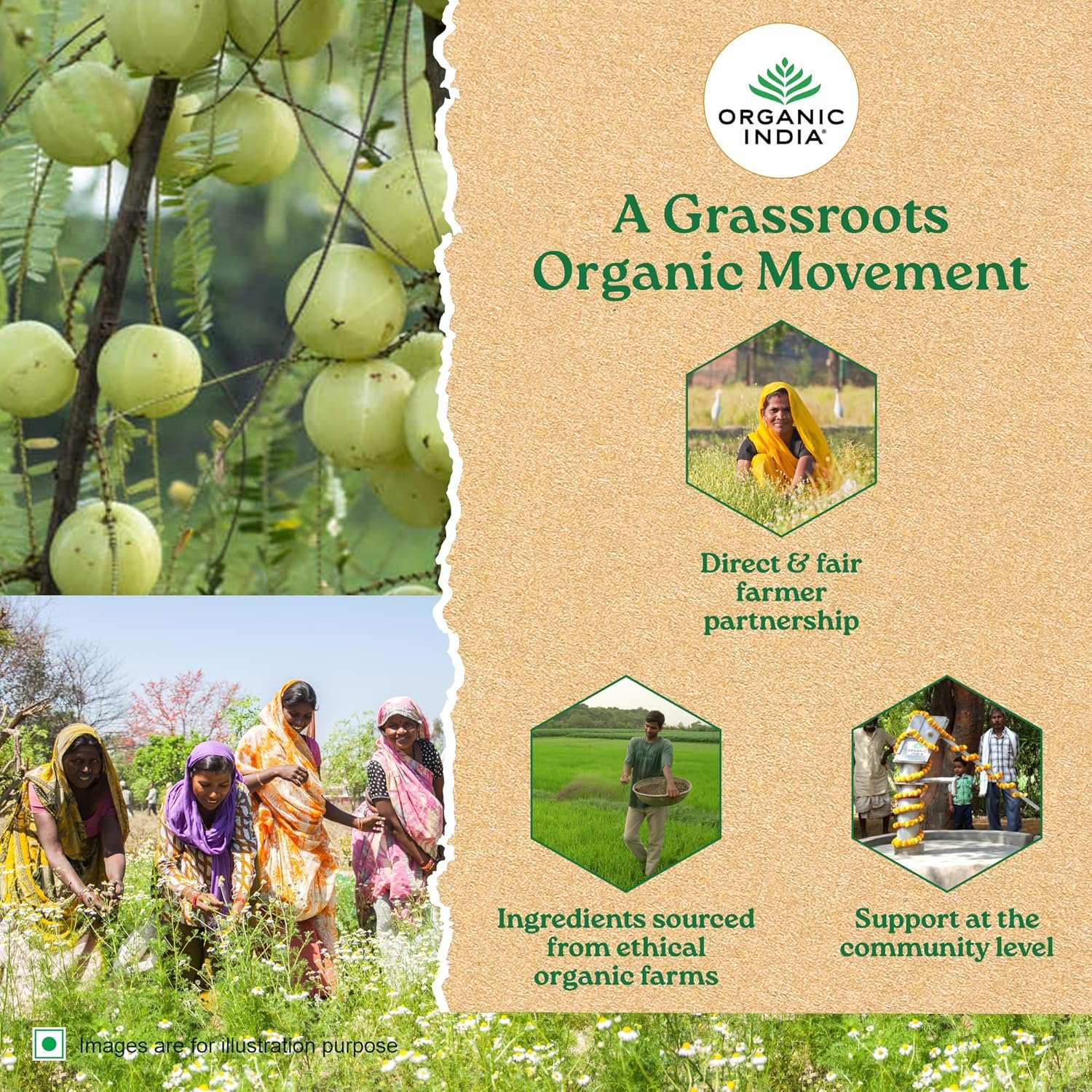 organic india tulsi green jasmine 25 tea bags organic india tulsi green jasmine 25 tea bags