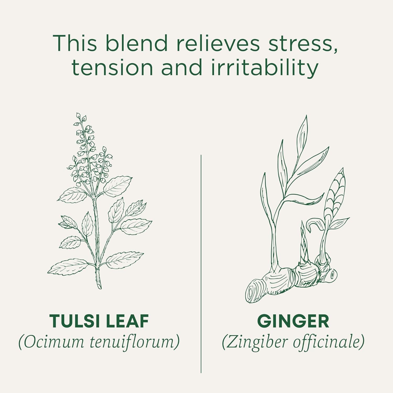 traditional medicinals tea, organic tulsi & ginger relieves stress, tension, & irritability kosher, non gmo, caffeine free 16 tea bags traditional medicinals tea, organic tulsi & ginger relieves stress, tension, & irritability kosher, non gmo, caffeine free 16 tea bags