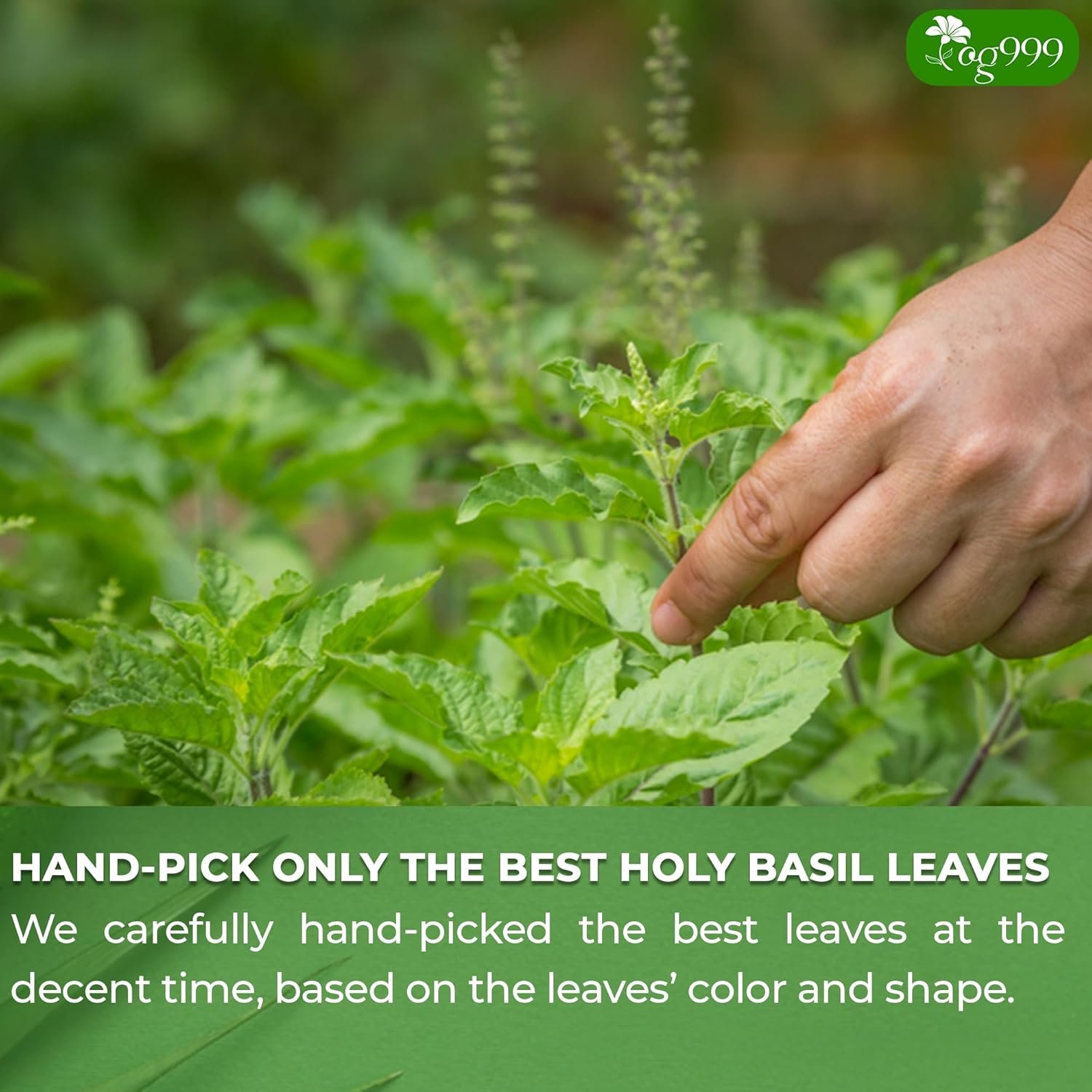 tog999, premium 120 holy basil leaf tea bags, 100% natural & pure holy basil leaves. loose leaf holy basil herbal tea. holy basil leaf tea. no sugar, no caffeine, no gluten, vegan. tog999, premium 120 holy basil leaf tea bags, 100% natural & pure holy basil leaves. loose leaf holy basil herbal tea. holy basil leaf tea. no sugar, no caffeine, no gluten, vegan.