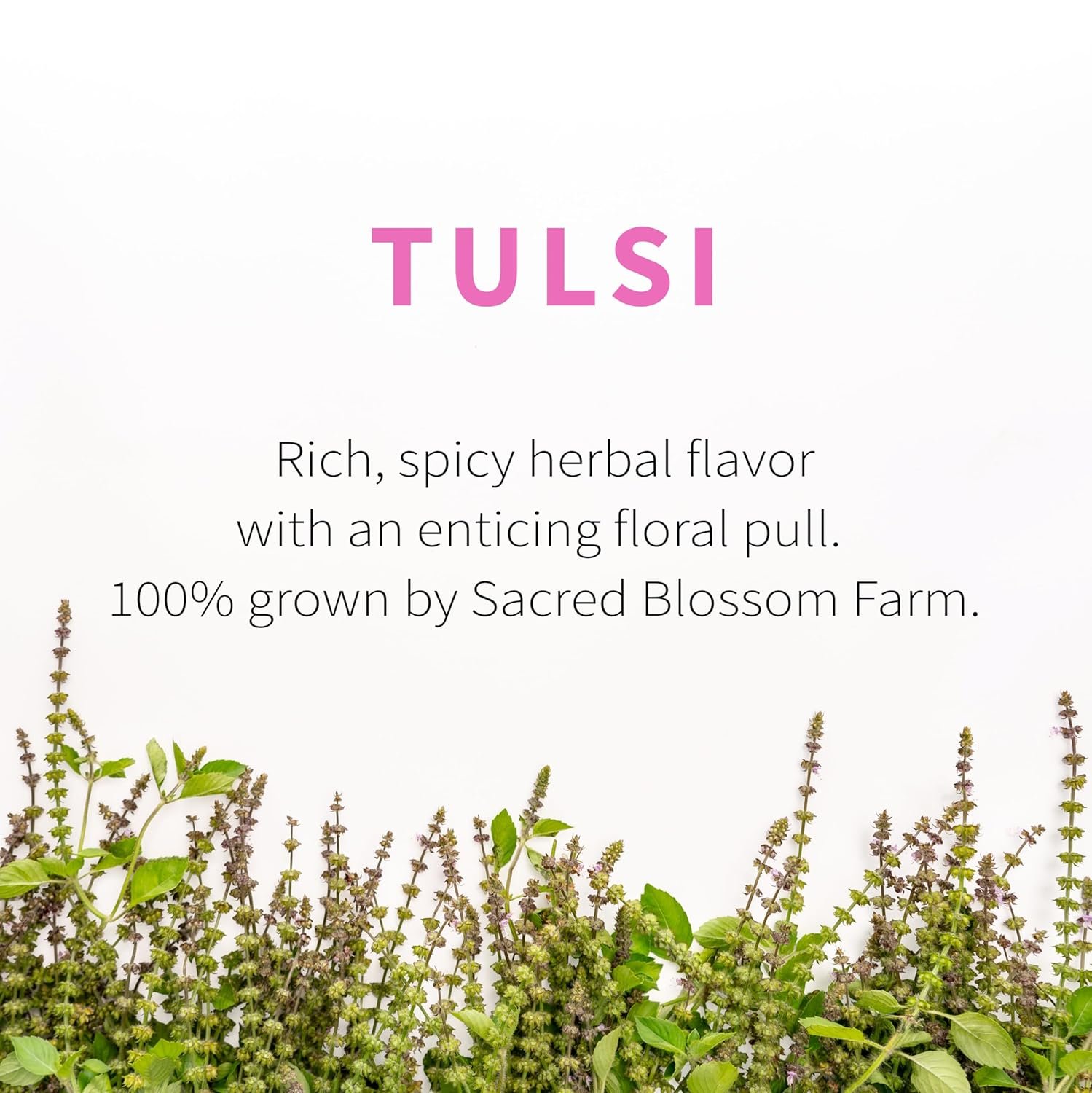 tulsi herbal tea (holy basil) | sacred blossom farm | 1.7 oz. loose leaf | ease stress renew enaergy* | minimally processed wisconsin grown medicinal herbs | caffeine free | handmade in usa tulsi herbal tea (holy basil) | sacred blossom farm | 1.7 oz. loose leaf | ease stress renew enaergy* | minimally processed wisconsin grown medicinal herbs | caffeine free | handmade in usa