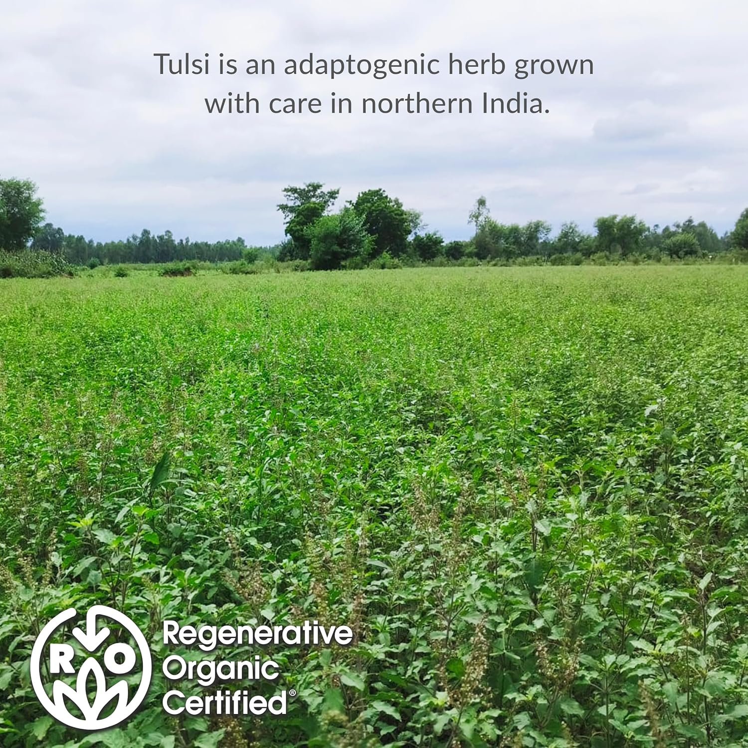 the republic of tea – organic tulsi, 36 caffeine free herbal tea bags, regenerative organic certified the republic of tea – organic tulsi, 36 caffeine free herbal tea bags, regenerative organic certified