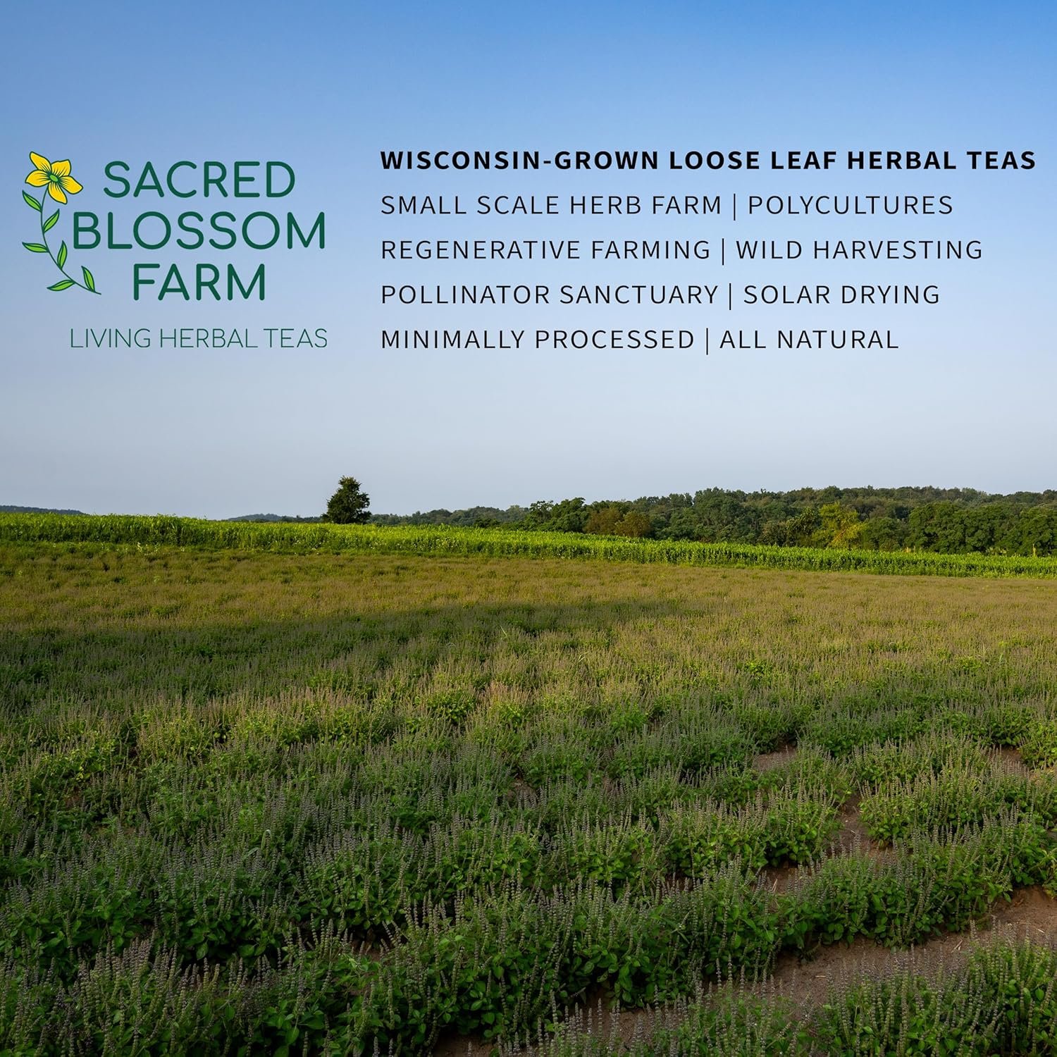 tulsi herbal tea (holy basil) | sacred blossom farm | 1.7 oz. loose leaf | ease stress renew enaergy* | minimally processed wisconsin grown medicinal herbs | caffeine free | handmade in usa tulsi herbal tea (holy basil) | sacred blossom farm | 1.7 oz. loose leaf | ease stress renew enaergy* | minimally processed wisconsin grown medicinal herbs | caffeine free | handmade in usa