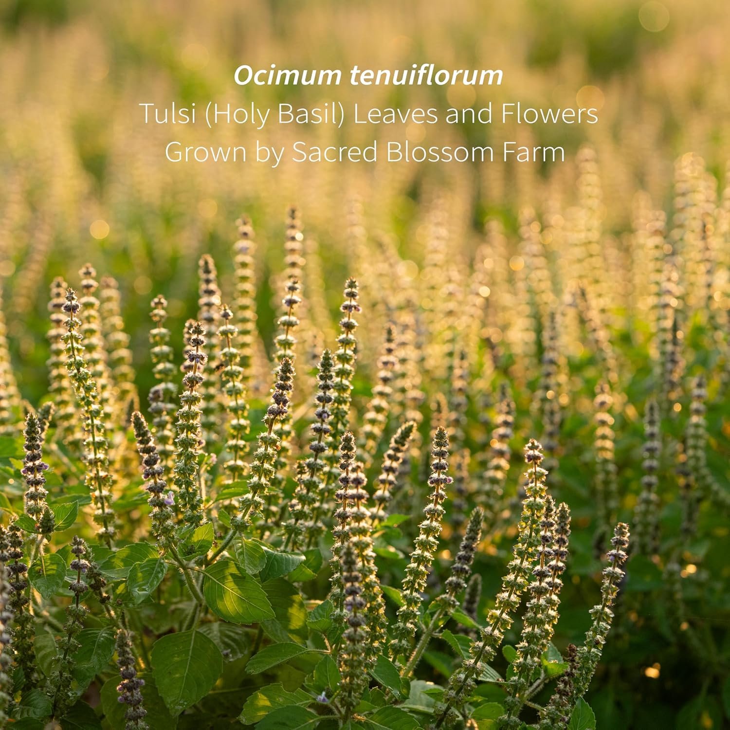 tulsi herbal tea (holy basil) | sacred blossom farm | 1.7 oz. loose leaf | ease stress renew enaergy* | minimally processed wisconsin grown medicinal herbs | caffeine free | handmade in usa tulsi herbal tea (holy basil) | sacred blossom farm | 1.7 oz. loose leaf | ease stress renew enaergy* | minimally processed wisconsin grown medicinal herbs | caffeine free | handmade in usa