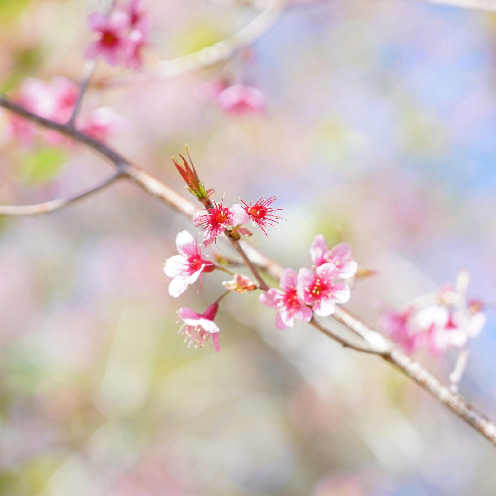 Home pexels frentios 36188370